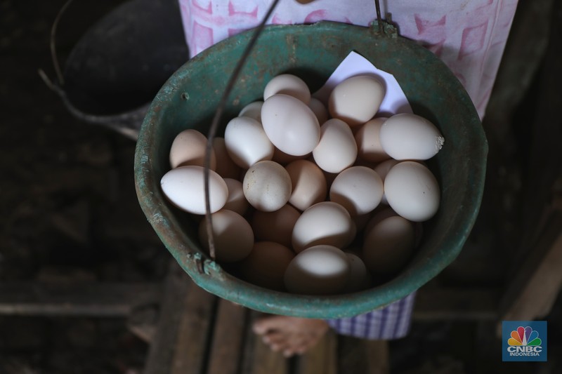 Peternak Ayam Petelur Madali (52) memberi pakan ayam petelur di kawasan Tangerang Selatan, Selasa (12/10/2021). Peternak ayam petelur terus mengeluh dari harga Rp. 23.000/kg menjadi Rp. 18.000/kg, mereka mengeluarkan penurunan harga tidak sesuai dengan biaya pakan. Madali memiliki 800 ekor ayam negeri dan 800 ekor ayam kampung. Berdasarkan catatan Pusat Informasi Harga Pangan Strategis, rata-rata harga telur ayam ras segar secara nasional pada 8 Oktober 2021 adalah Rp.23.000/kg tutun 2,52% dibandingkan posisi sebulan sebelumnya.
(CNBC Indonesia/ Tri Susilo)