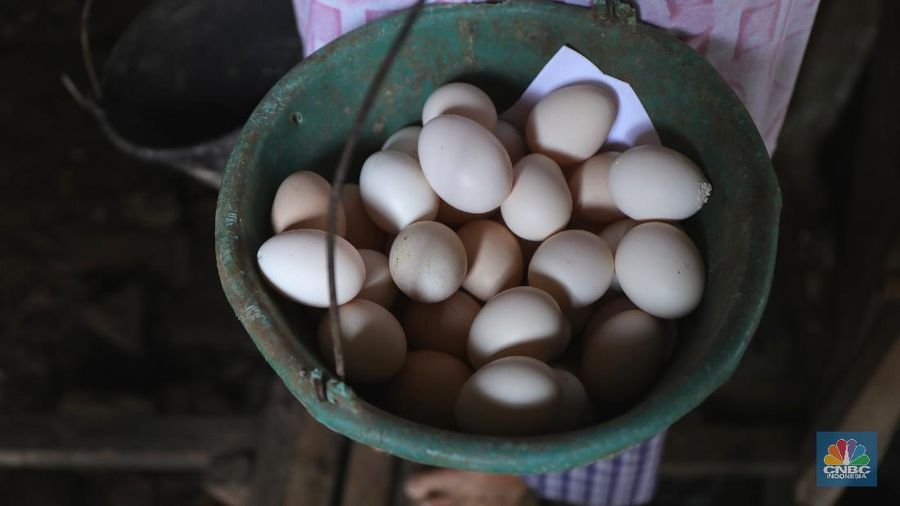 Telur Ayam