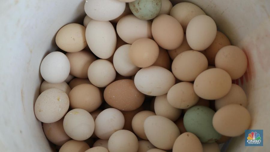 Madali (52) memberi pakan ayam petelur di kawasan Tangerang Selatan, Selasa (12/10/2021). Peternak ayam petelur terus mengeluh dari harga Rp. 23.000/kg menjadi Rp. 18.000/kg, mereka mengeluarkan penurunan harga tidak sesuai dengan biaya pakan. Madali memiliki 800 ekor ayam negeri dan 800 ekor ayam kampung. Berdasarkan catatan Pusat Informasi Harga Pangan Strategis, rata-rata harga telur ayam ras segar secara nasional pada 8 Oktober 2021 adalah Rp.23.000/kg tutun 2,52% dibandingkan posisi sebulan sebelumnya.
(CNBC Indonesia/ Tri Susilo)