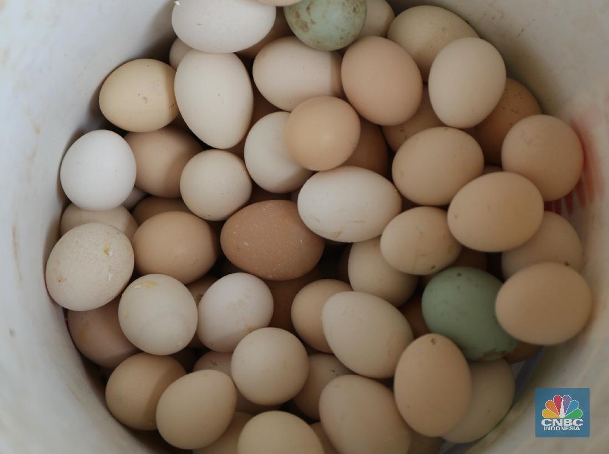 Finlandia Tolak Ekspor Telur ke AS di Tengah Krisis Flu Burung