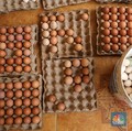 'Kiamat' Telur Hantui Jepang, Ajinomoto - McD Sampai Pusing!