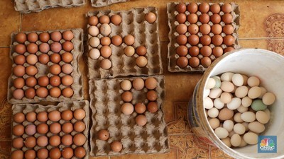Madali (52) memberi pakan ayam petelur di kawasan Tangerang Selatan, Selasa (12/10/2021). Peternak ayam petelur terus mengeluh dari harga Rp. 23.000/kg menjadi Rp. 18.000/kg, mereka mengeluarkan penurunan harga tidak sesuai dengan biaya pakan. Madali memiliki 800 ekor ayam negeri dan 800 ekor ayam kampung. Berdasarkan catatan Pusat Informasi Harga Pangan Strategis, rata-rata harga telur ayam ras segar secara nasional pada 8 Oktober 2021 adalah Rp.23.000/kg tutun 2,52% dibandingkan posisi sebulan sebelumnya. 
  (CNBC Indonesia/ Tri Susilo)