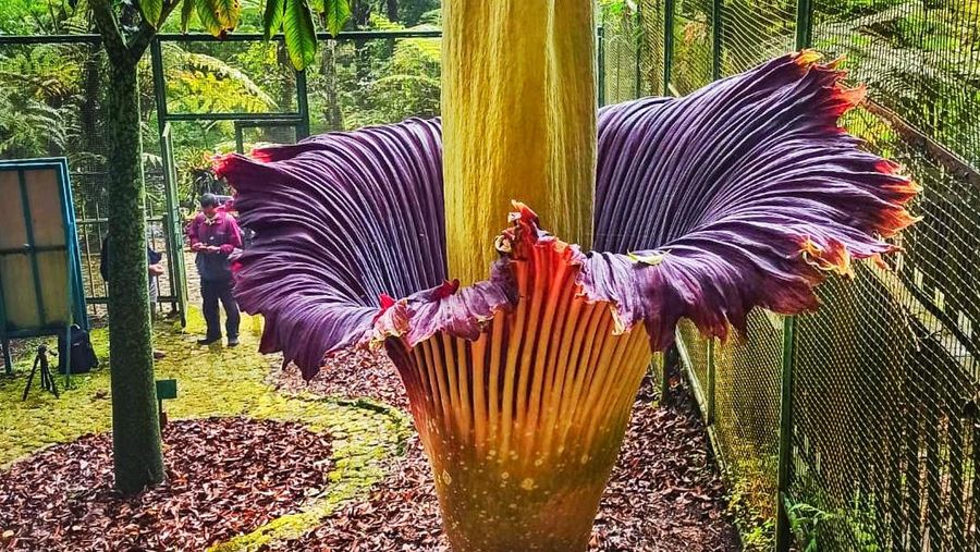 Bunga bangkai,Amorphophallus titanium (Becc.) Becc mekar Lagi di Kebun Raya Cibodas. (Dok. Biro Komunikasi Publik, Umum, dan Kesekretariatan Badan Riset dan Inovasi Nasional)