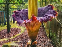 Wow! Bunga Langka RI 'Tanaman Penis' Mekar di Belanda