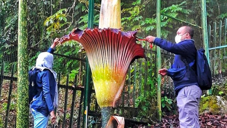 Bunga bangkai,Amorphophallus titanium (Becc.) Becc mekar Lagi di Kebun Raya Cibodas. (Dok. Biro Komunikasi Publik, Umum, dan Kesekretariatan Badan Riset dan Inovasi Nasional)