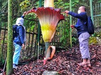 Fenomena Langka, Bunga Bangkai di Cibodas Mekar!