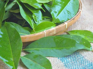 10 Minuman untuk Menurunkan Asam Urat, Salah Satunya Rebusan Daun Salam