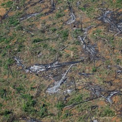 Ini Bukti Bumi di Ujung Tanduk, Hutan Amazon Makin Botak