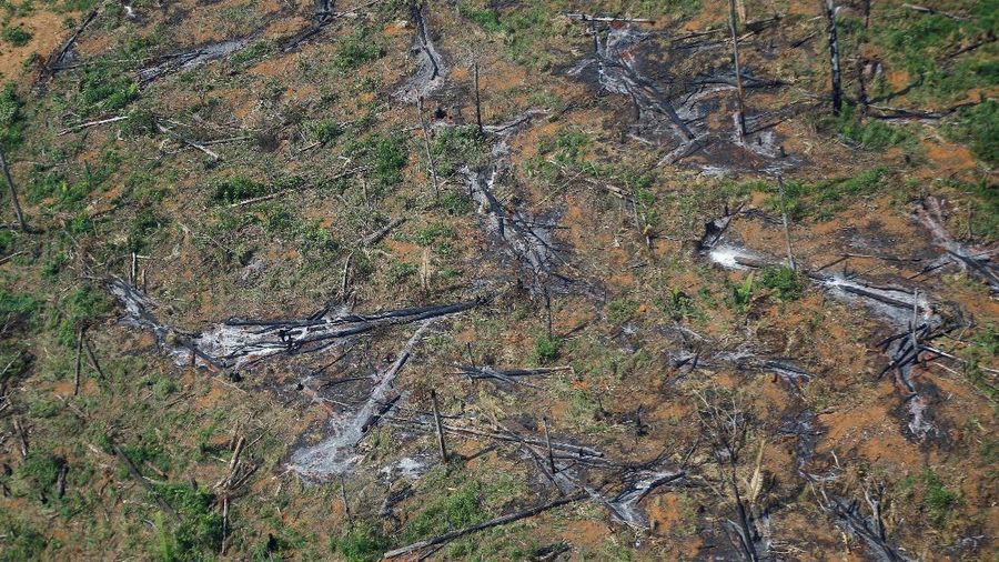 Hutan Amazon Brazil. (REUTERS/ADRIANO MACHADO)