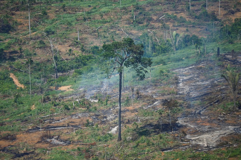 Hutan Amazon Brazil. (REUTERS/ADRIANO MACHADO) Hutan Amazon Brazil. (REUTERS/ADRIANO MACHADO)
