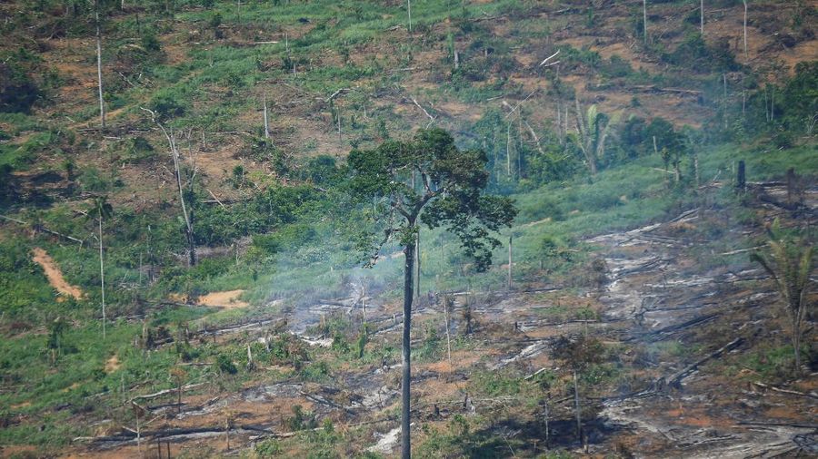 Hutan Amazon Brazil. (REUTERS/ADRIANO MACHADO)