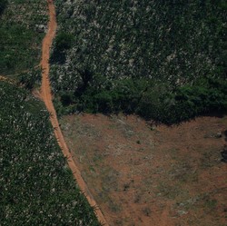 Kisah Dua Bocah yang Hilang di Amazon, Survive Hampir Sebulan