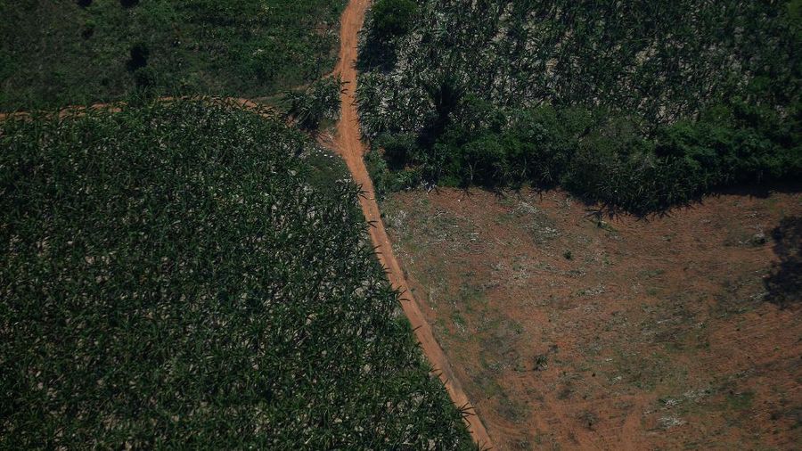 Hutan Amazon Brazil. (REUTERS/ADRIANO MACHADO)