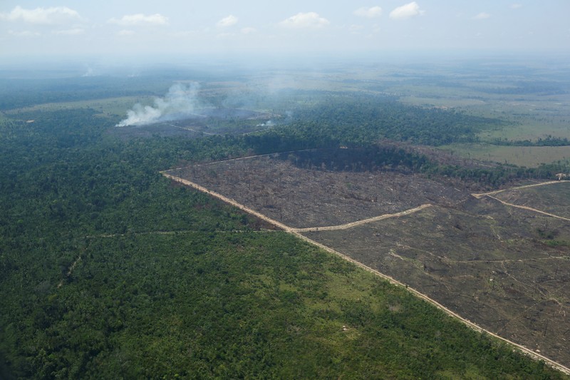Hutan Amazon Brazil. (REUTERS/ADRIANO MACHADO) Hutan Amazon Brazil. (REUTERS/ADRIANO MACHADO)