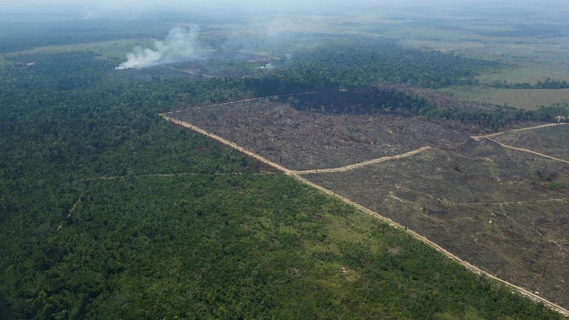Hutan Amazon Brazil. (REUTERS/ADRIANO MACHADO)