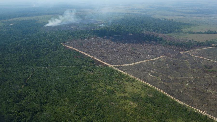 Hutan Amazon Brazil. (REUTERS/ADRIANO MACHADO)