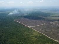 Seram! 'Paru-Paru' Bumi Sudah Rusak, Hancur Parah 15 Tahun