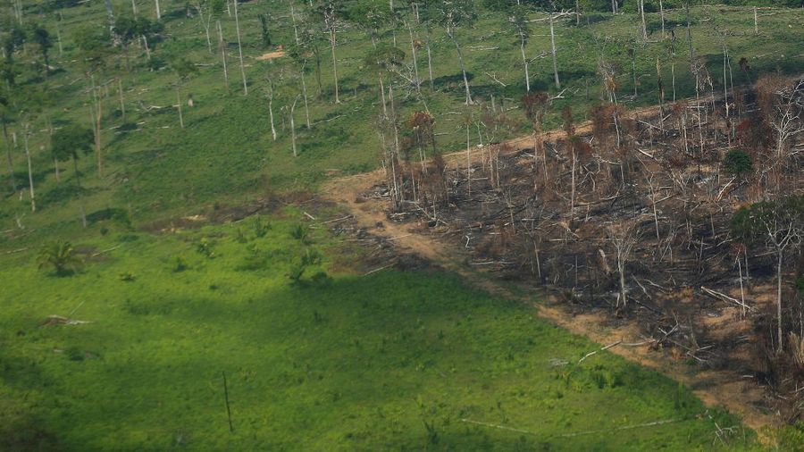 Hutan Amazon Brazil. (REUTERS/ADRIANO MACHADO)