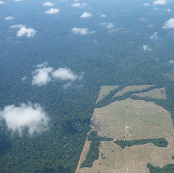 Ancaman Selain Covid Nyata, Potret Amazon Jadi Sabana Kering