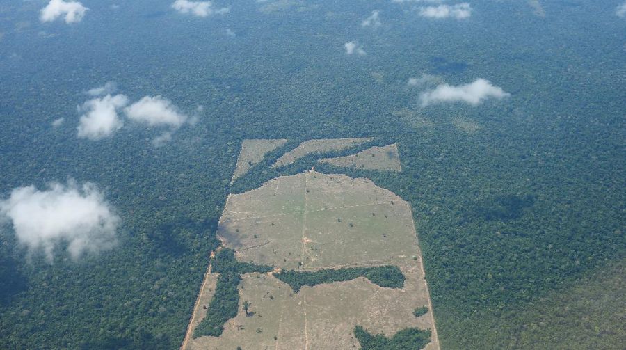 Hutan Amazon Brazil. (REUTERS/ADRIANO MACHADO)