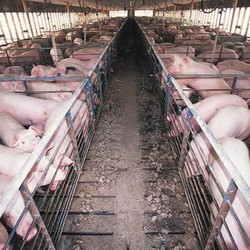 Anjloknya Harga Babi Jadi Kekhawatiran Baru China
