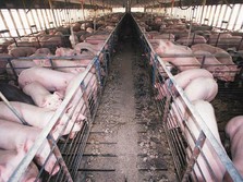 Anjloknya Harga Babi Jadi Kekhawatiran Baru China