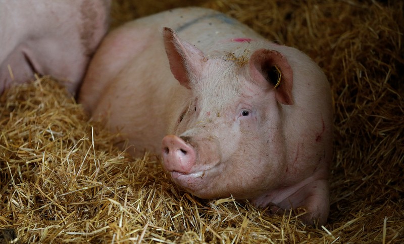 Peternak babi di Amerika Serikat. (REUTERS/PHIL NOBLE)