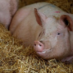 Ancaman 'Kiamat' Babi Nyata, Sekarang Menyerang Negara Ini