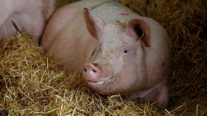 Peternak babi di Amerika Serikat. (REUTERS/PHIL NOBLE)