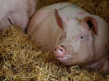 Tidak Usah Kaget, Sejak Lama Singapura Impor Babi dari RI Lho
