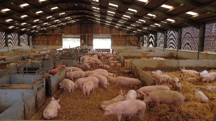 Peternak babi di Amerika Serikat. (REUTERS/PHIL NOBLE)