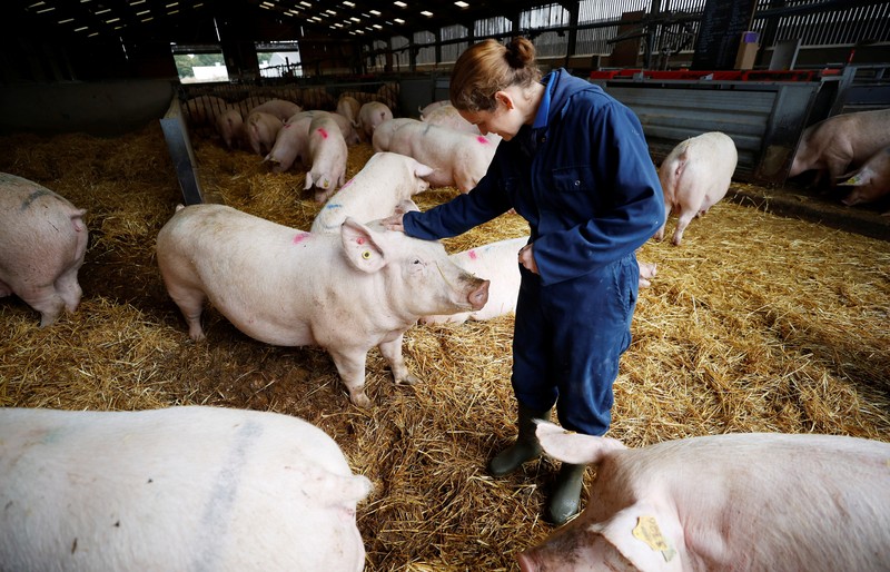 Peternak babi di Amerika Serikat. (REUTERS/PHIL NOBLE)