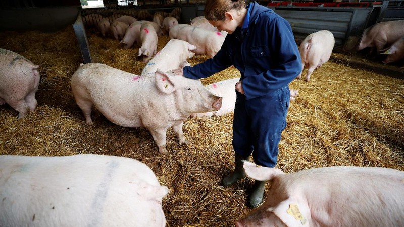 Peternak babi di Amerika Serikat. (REUTERS/PHIL NOBLE)