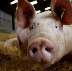Babi, Babi, Babi! China Kembali Bermasalah dengan Babi