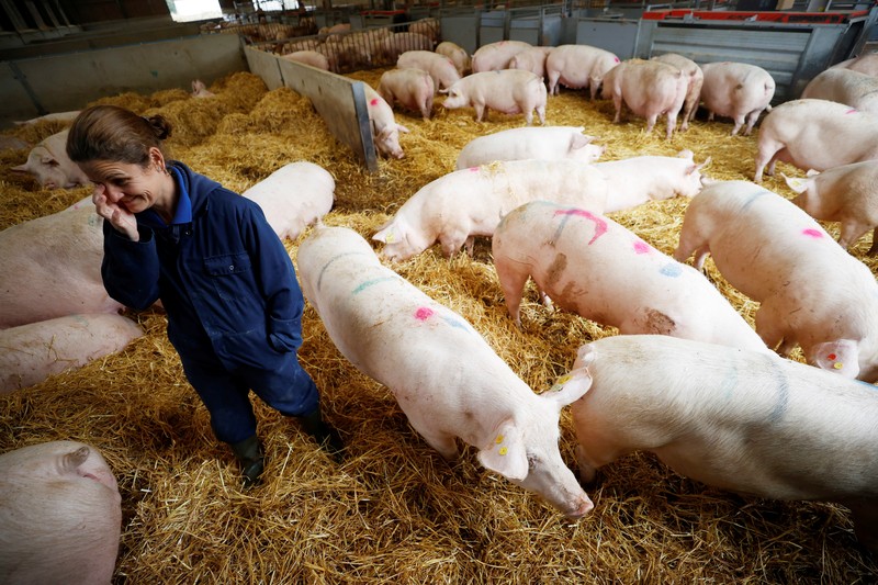 Peternak babi di Amerika Serikat. (REUTERS/PHIL NOBLE) Peternak babi di Amerika Serikat. (REUTERS/PHIL NOBLE)
