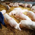 Wow! Babi 'Pemersatu Bangsa', India & AS Jadi Mesra