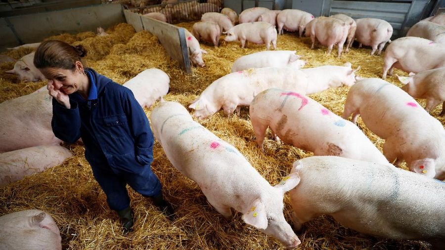 Peternak babi di Amerika Serikat. (REUTERS/PHIL NOBLE)