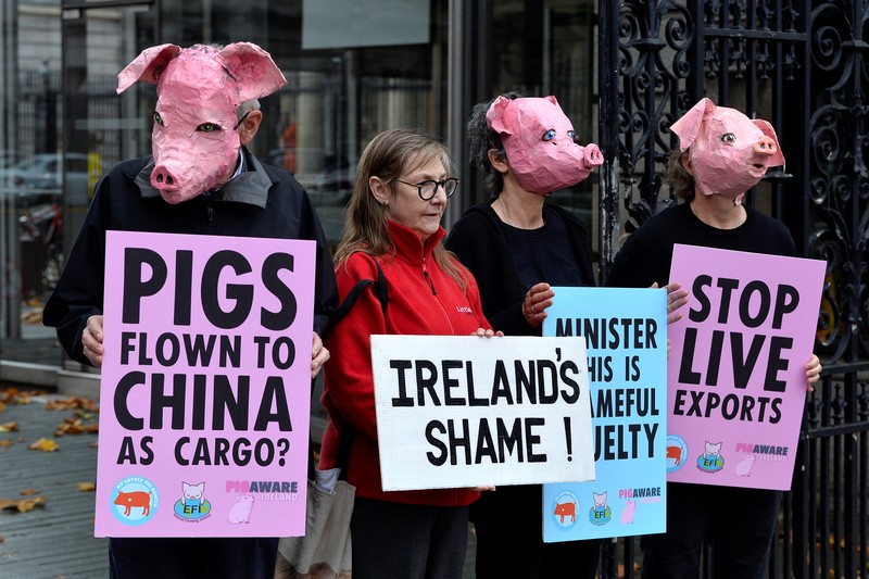 Peternak babi di Amerika Serikat. (REUTERS/PHIL NOBLE)