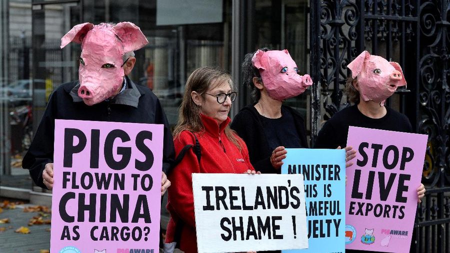 Peternak babi di Amerika Serikat. (REUTERS/PHIL NOBLE)