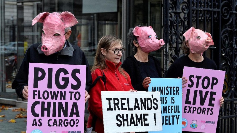 Peternak babi di Amerika Serikat. (REUTERS/PHIL NOBLE)
