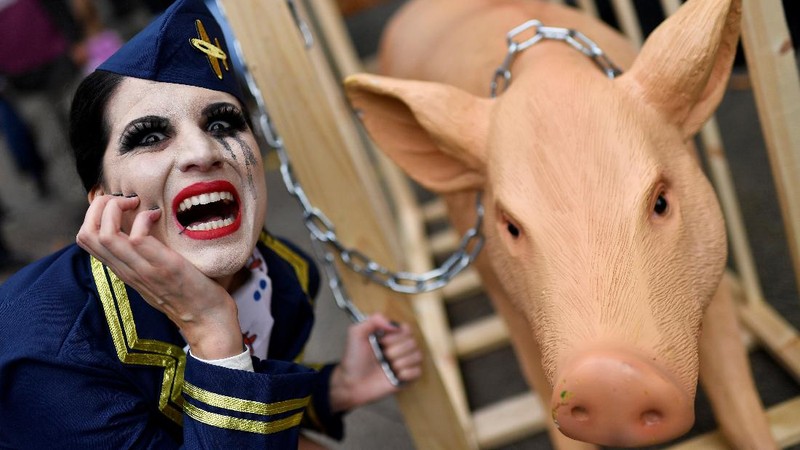 Peternak babi di Amerika Serikat. (REUTERS/PHIL NOBLE)