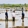 Jokowi Geber Rehabilitasi 600 Ribu Ha Mangrove RI Hingga 2024