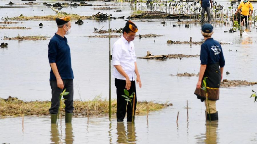 Presiden RI Melakukan Penanaman Pohon Mangrove, Tana Tidung, 19 Oktober 2021. (Dok: Setpres RI)