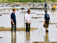 Jokowi Geber Rehabilitasi 600 Ribu Ha Mangrove RI Hingga 2024