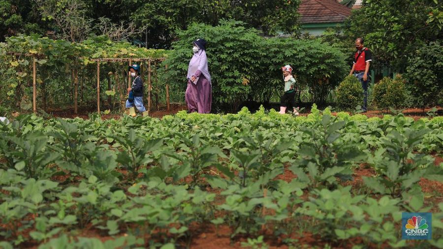 Belajar mengenal lingkungan di Taman Agro Edukasi Wisata Ragunan. (CNBC Indonesia/Muhammad Sabki)