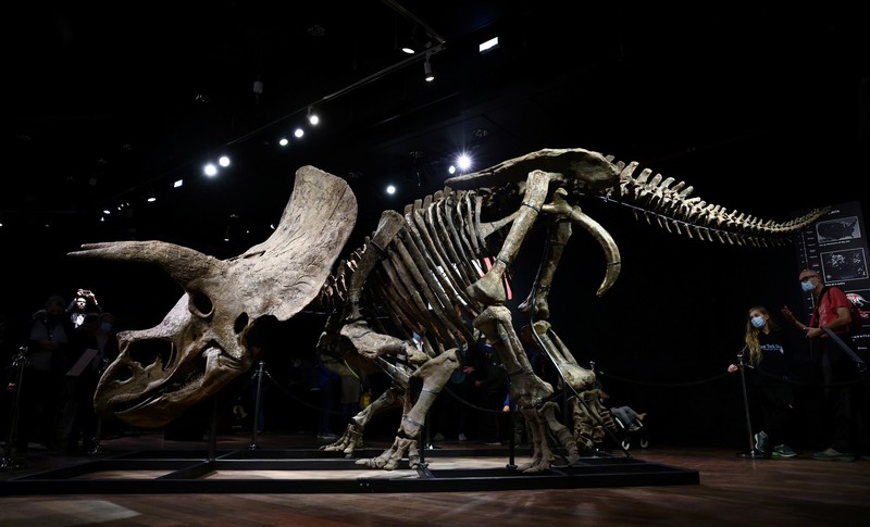 Kerangka dinosaurus jenis triceratops terbesar di dunia. (REUTERS/SARAH MEYSSONNIER)