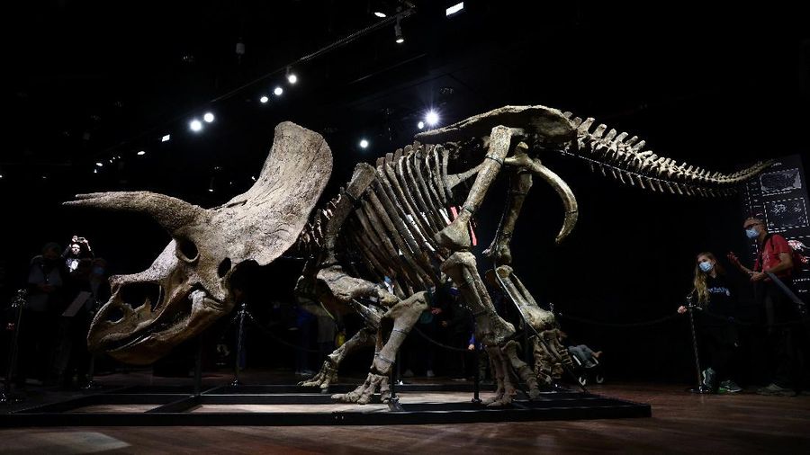 Kerangka dinosaurus jenis triceratops terbesar di dunia. (REUTERS/SARAH MEYSSONNIER)
