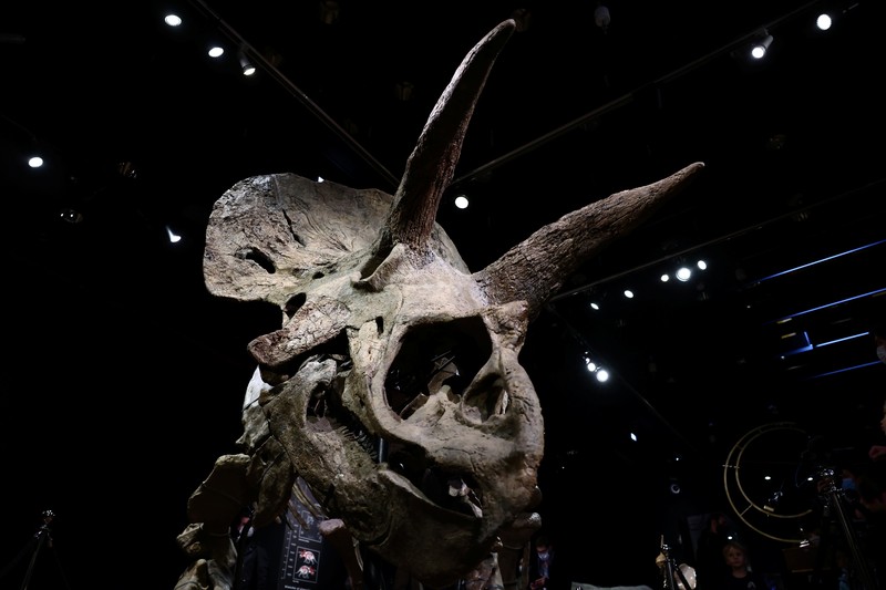 Kerangka dinosaurus jenis triceratops terbesar di dunia. (REUTERS/SARAH MEYSSONNIER) Kerangka dinosaurus jenis triceratops terbesar di dunia. (REUTERS/SARAH MEYSSONNIER)