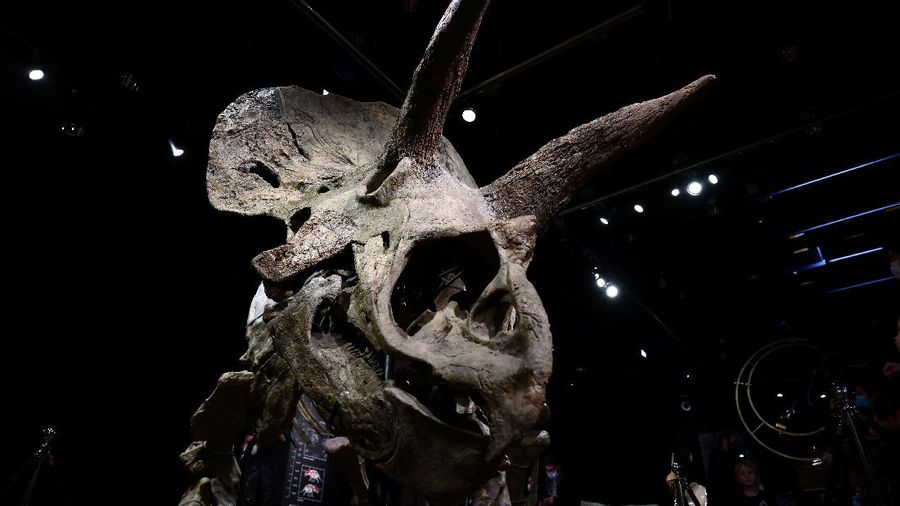 Kerangka dinosaurus jenis triceratops terbesar di dunia. (REUTERS/SARAH MEYSSONNIER)