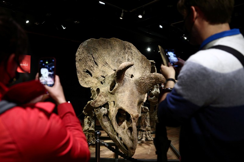 Kerangka dinosaurus jenis triceratops terbesar di dunia. (REUTERS/SARAH MEYSSONNIER)